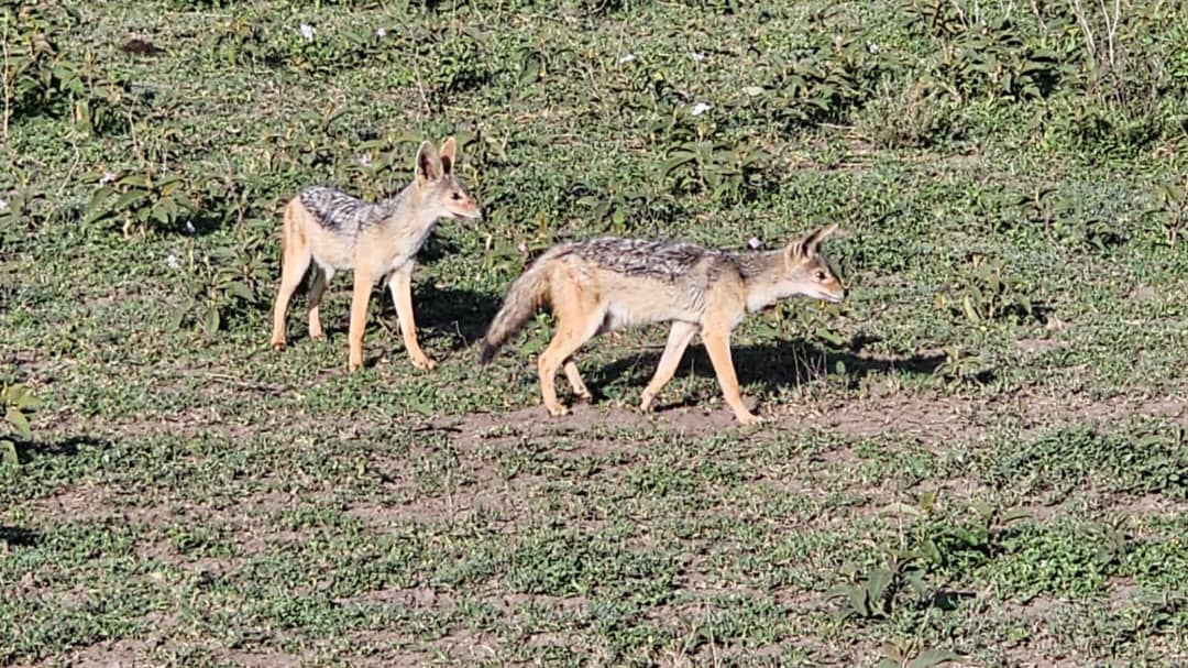 Safari Image 6