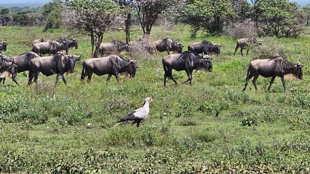 Ngorongoro Crater Image 1