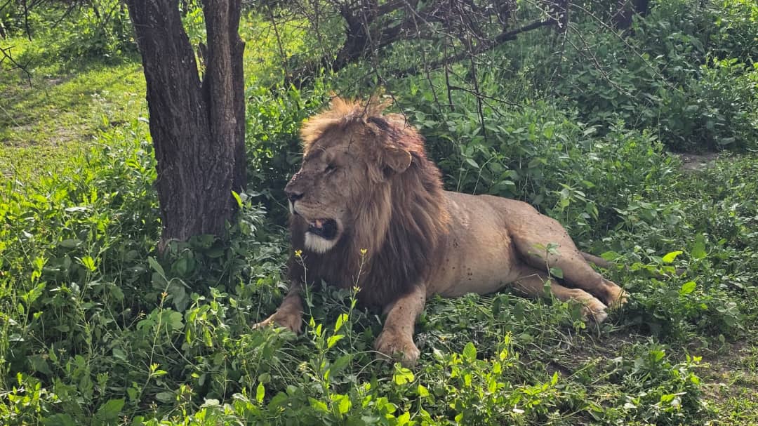 Ngorongoro Crater Image 3