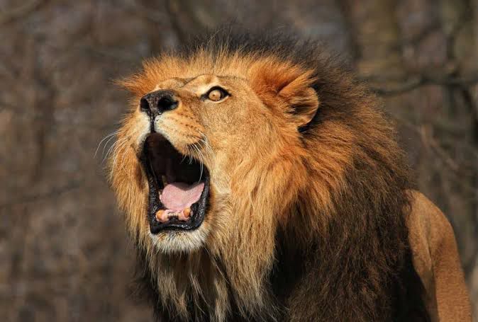 Serengeti Image 1