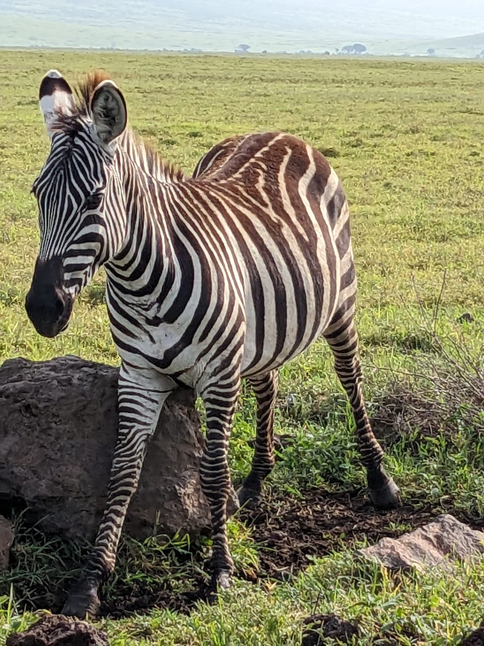 7-Day Northern Circuit Safari Adventure