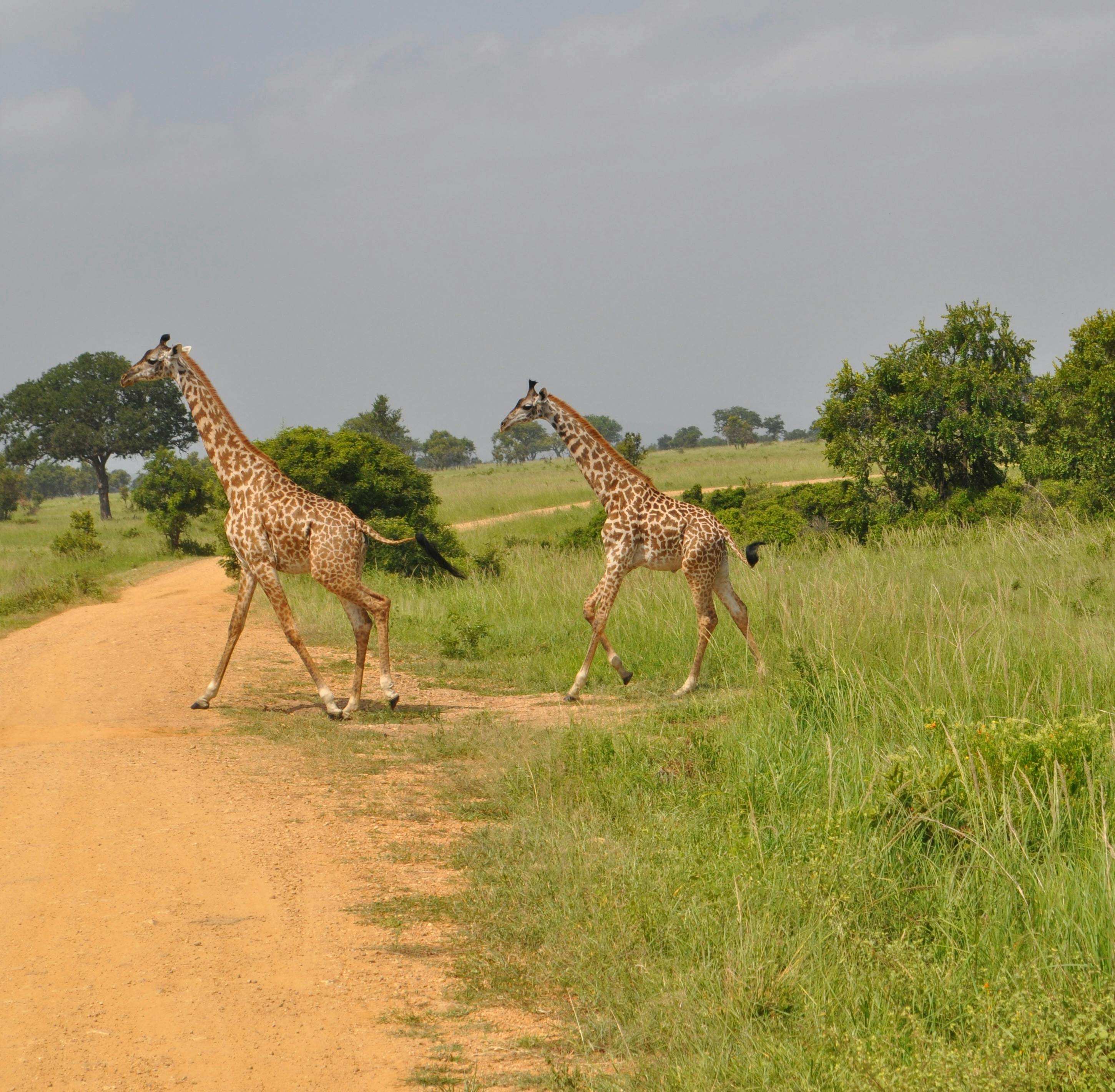 Lake Manyara Adventure